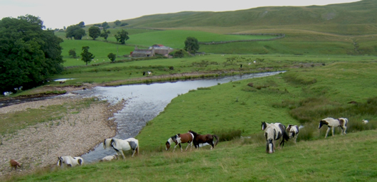Ponies on the River Eden