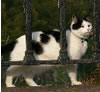Saltaire cat, by Elizabeth Grove