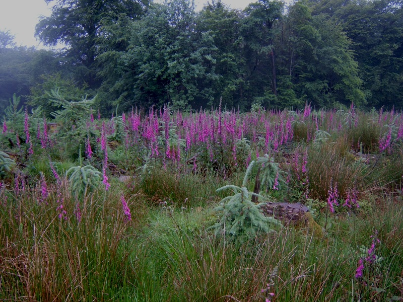 Several pairs of foxgloves