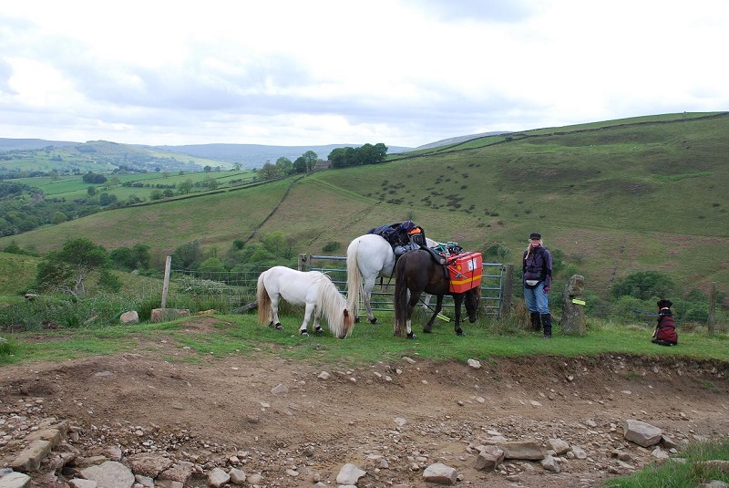 Liz Hill with ponies and dog, Maggie