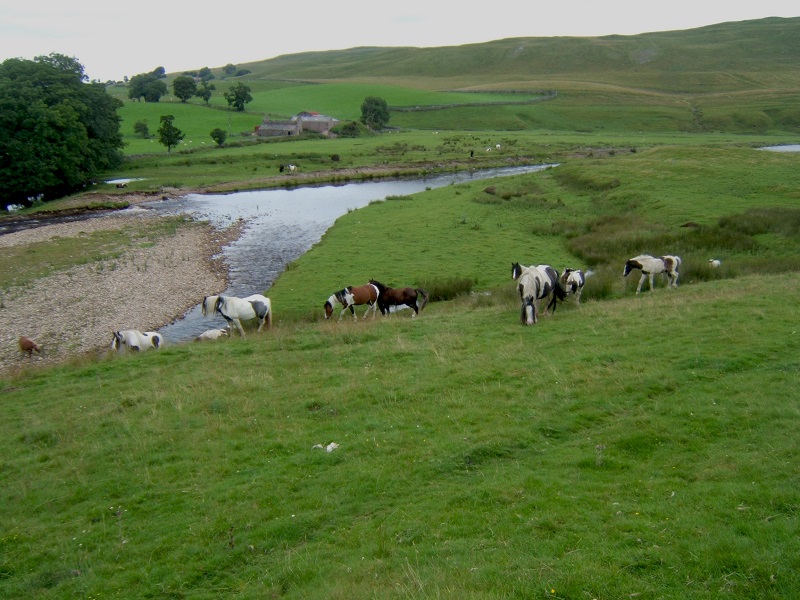 Ponies on the River Eden