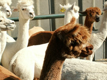 Alpacas, courtesy of Shaun Daniel