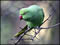 Parakeet